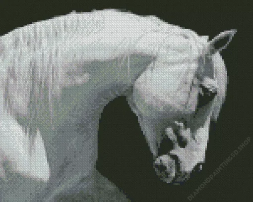 Beautiful White Stallion Diamond Painting
