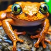 Big Orange Frog Diamond Painting