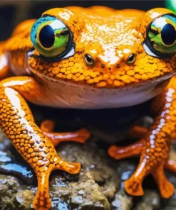 Big Orange Frog Diamond Painting