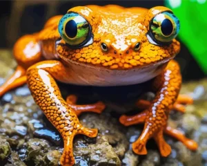 Big Orange Frog Diamond Painting