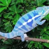 Blue Chameleon Diamond Painting