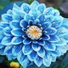 Blue Chrysanthemum Diamond Painting