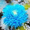 Chrysanthemum Plant Diamond Painting