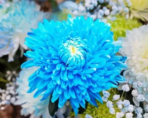 Chrysanthemum Plant Diamond Painting