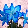 Blue Daffodil Diamond Painting