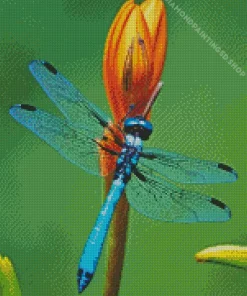 Blue Dragonfly Insect Diamond Painting