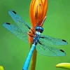 Blue Dragonfly Insect Diamond Painting