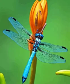 Blue Dragonfly Insect Diamond Painting