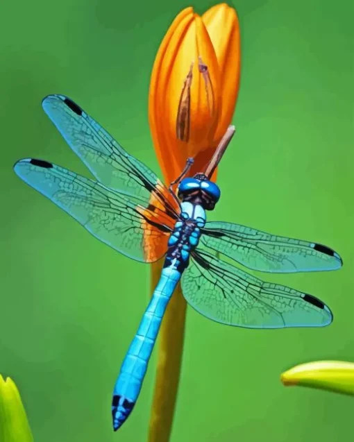 Blue Dragonfly Insect Diamond Painting