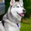 Blue Eye Husky Diamond Painting