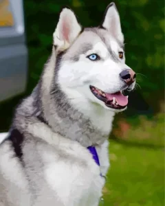 Blue Eye Husky Diamond Painting