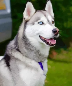 Blue Eye Husky Diamond Painting
