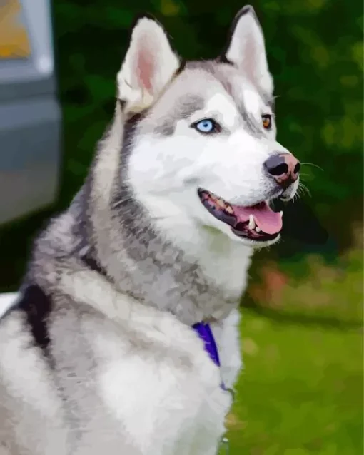 Blue Eye Husky Diamond Painting