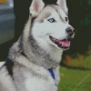 Blue Eye Husky Diamond Painting