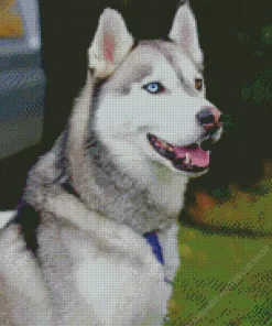 Blue Eye Husky Diamond Painting