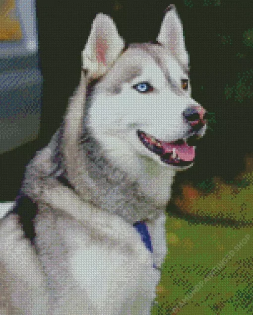 Blue Eye Husky Diamond Painting