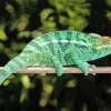 Panther Chameleon Diamond Painting