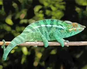 Panther Chameleon Diamond Painting