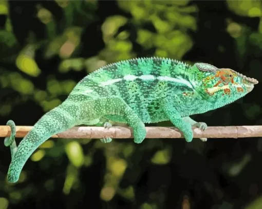 Panther Chameleon Diamond Painting