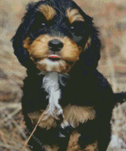 Labradoodle Puppy Diamond Painting