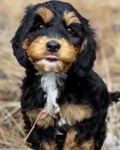 Labradoodle Puppy Diamond Painting