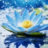 Blue Lotus Diamond Painting