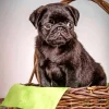 Puppy In A Basket Diamond Painting