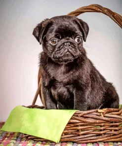 Puppy In A Basket Diamond Painting