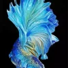 Blue Betta Fish Diamond Painting