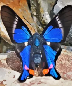 Doctor Butterfly Diamond Painting