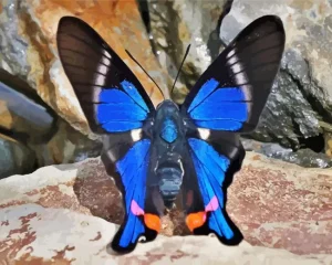 Doctor Butterfly Diamond Painting