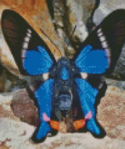 Doctor Butterfly Diamond Painting