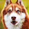 Blue Husky Dog Diamond Painting