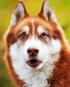 Blue Husky Dog Diamond Painting