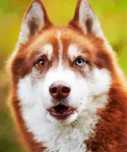Blue Husky Dog Diamond Painting
