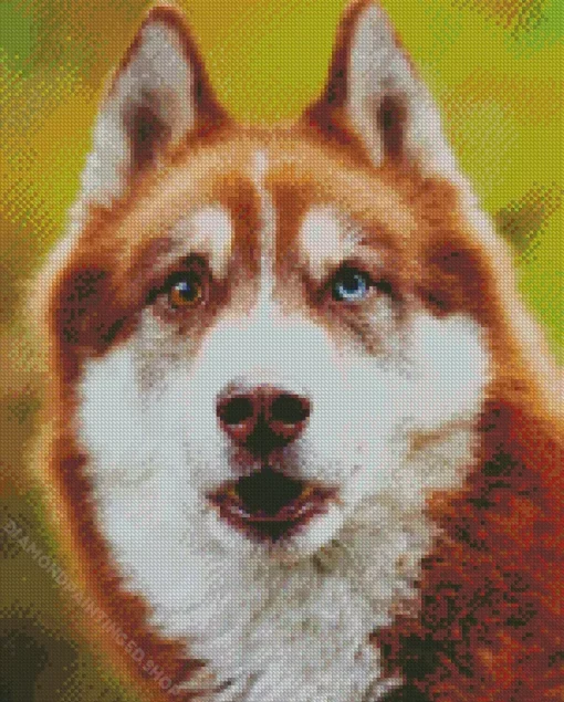 Blue Husky Dog Diamond Painting