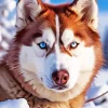 Brown Husky Diamond Painting