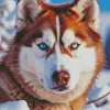 Brown Husky Diamond Painting