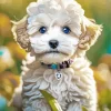 Blue Eyed Maltipoo Diamond Painting