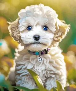 Blue Eyed Maltipoo Diamond Painting
