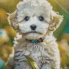 Blue Eyed Maltipoo Diamond Painting