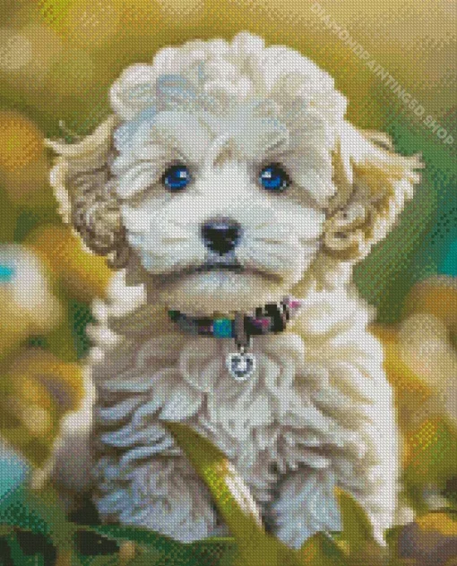 Blue Eyed Maltipoo Diamond Painting