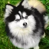 Blue Eyed Pomsky Diamond Painting