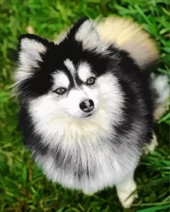 Blue Eyed Pomsky Diamond Painting