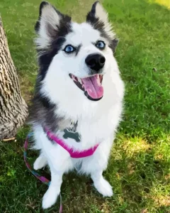 Pomsky Dog Diamond Painting