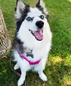 Pomsky Dog Diamond Painting