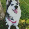 Pomsky Dog Diamond Painting