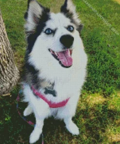 Pomsky Dog Diamond Painting