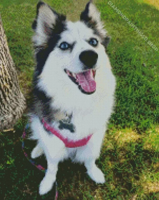 Pomsky Dog Diamond Painting