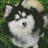 Blue Eyed Pomsky Diamond Painting